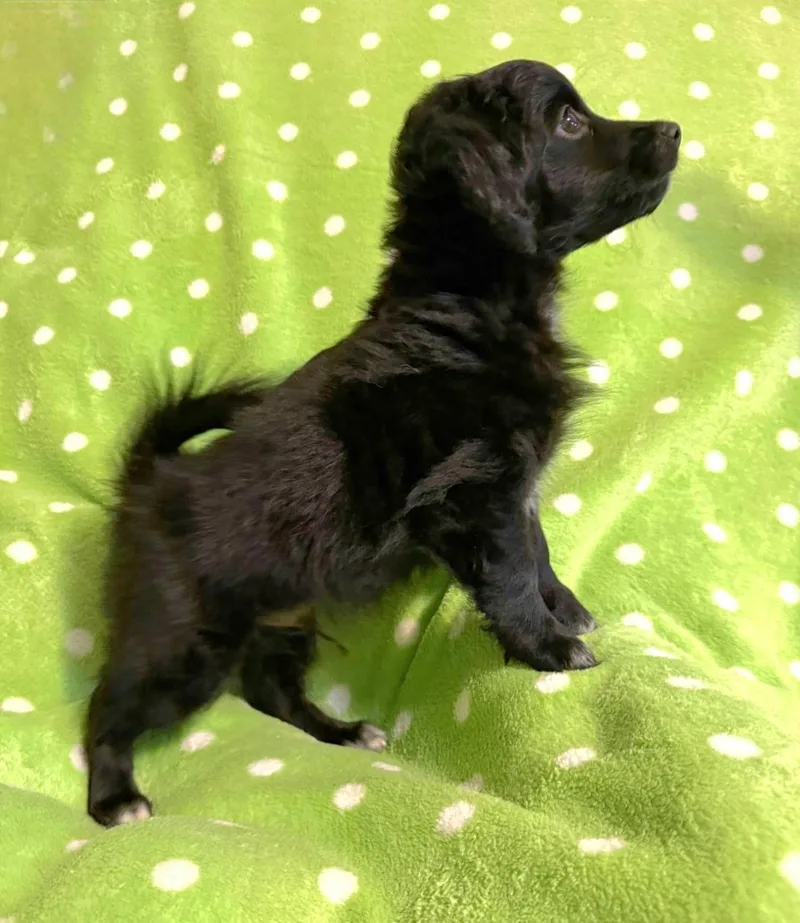 A baby small-sized male Maltese dog named Morris for adoption in Novi, MI
