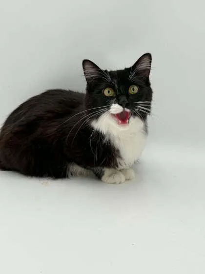 An adult medium-sized female Domestic Long Hair cat named Lilac for adoption in Bowling Green, KY