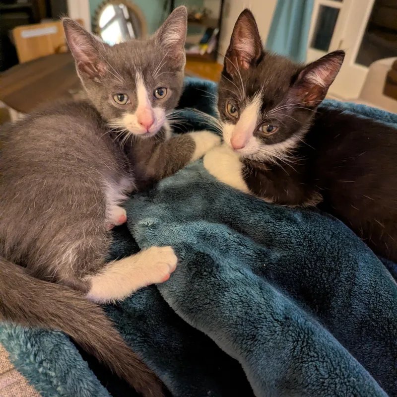 A baby medium-sized male Gray & White Domestic Short Hair cat named Saucony for adoption in Richmond, VA