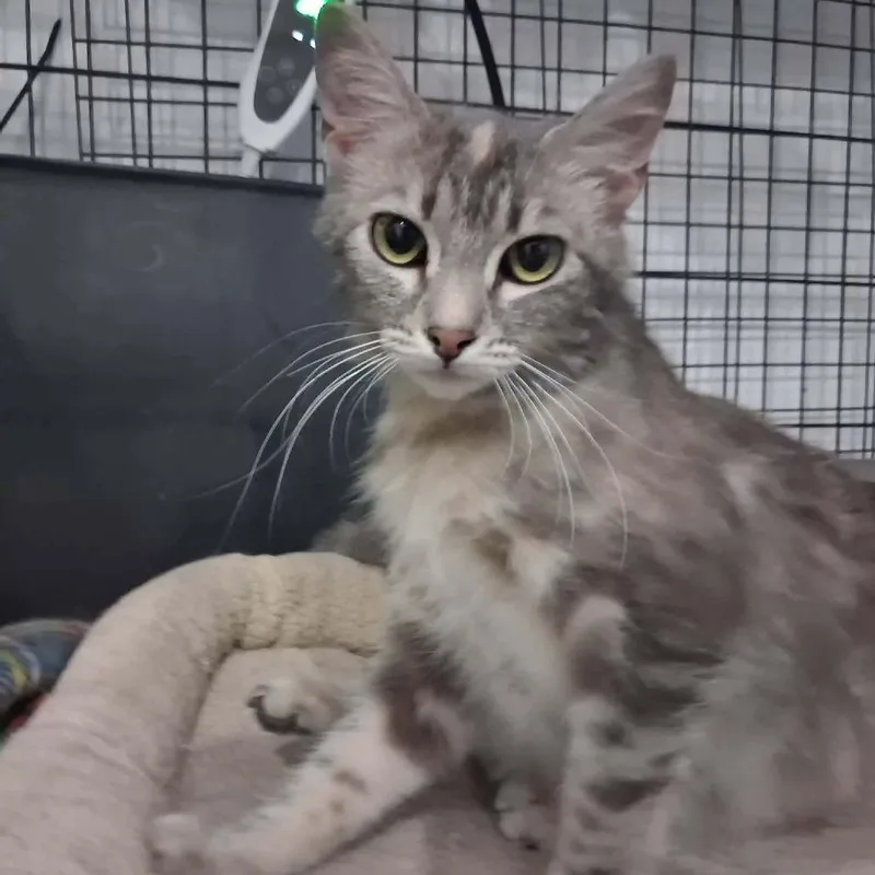 A young medium-sized female Cream / Ivory Domestic Short Hair cat named Cosette for adoption in Lakewood, CO
