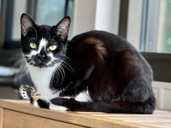 A young small-sized female Domestic Short Hair cat named Raspberry for adoption in Portland, OR