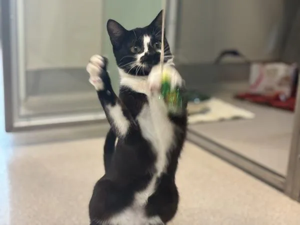 Raspberry thumbnail 2