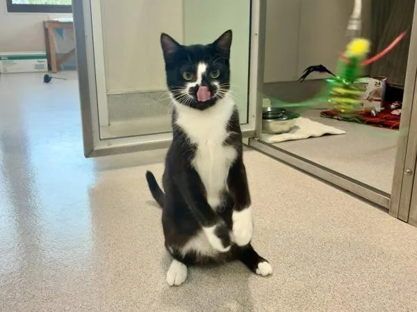 Raspberry thumbnail 3