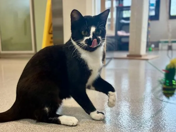 Raspberry thumbnail 4