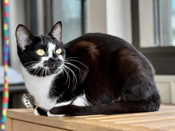 Raspberry thumbnail 5