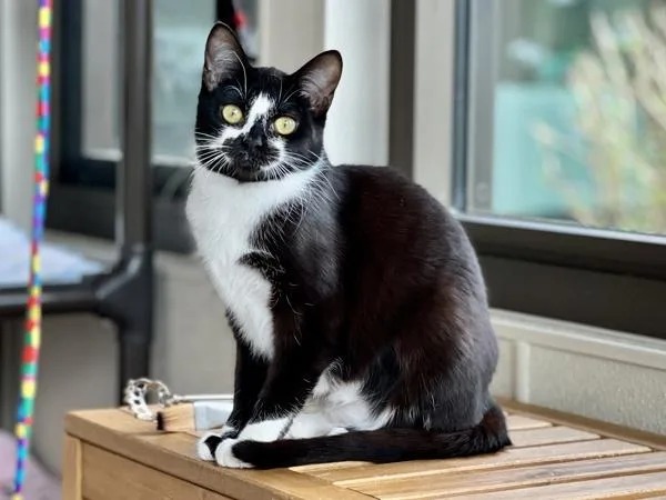 Raspberry thumbnail 6