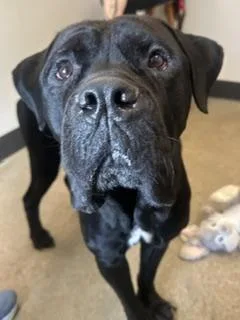 An adult extra large-sized male Cane Corso dog named Mr Ed for adoption in Cleveland, OH