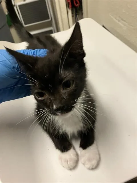 A baby small-sized female Domestic Short Hair cat named Pelican for adoption in Long Beach, CA