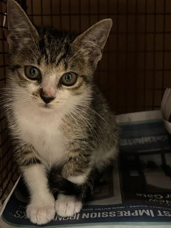 A baby small-sized female Domestic Medium Hair cat named Shichinintai for adoption in Austin, TX