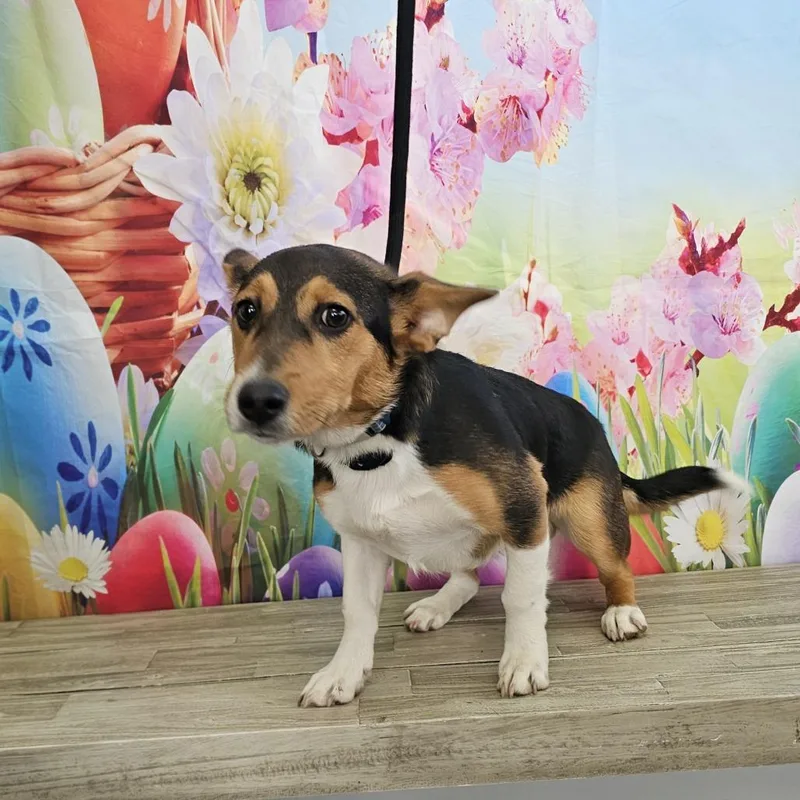 A baby small-sized male Yellow / Tan / Blond / Fawn Cardigan Welsh Corgi dog named Snickers for adoption in Normal, IL