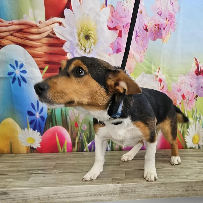 Snickers thumbnail 2