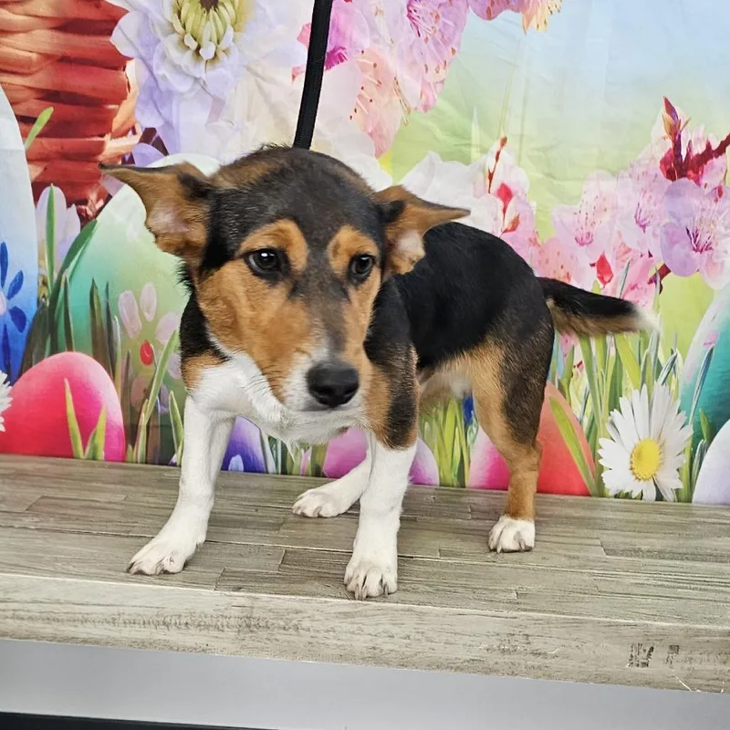 Snickers thumbnail 3