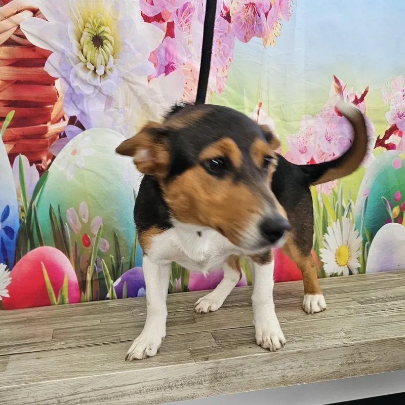 Snickers thumbnail 4