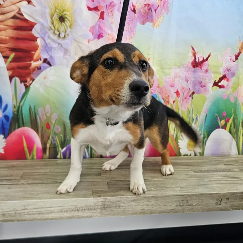 Snickers thumbnail 5