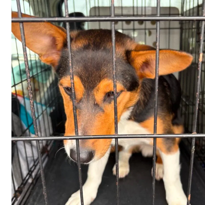 Snickers thumbnail 6