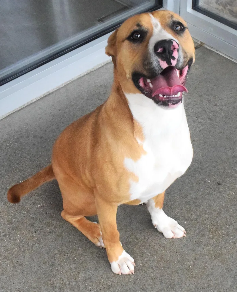 An adult medium-sized male Golden Pit Bull Terrier dog named "brutus" for adoption in Broken Arrow, OK