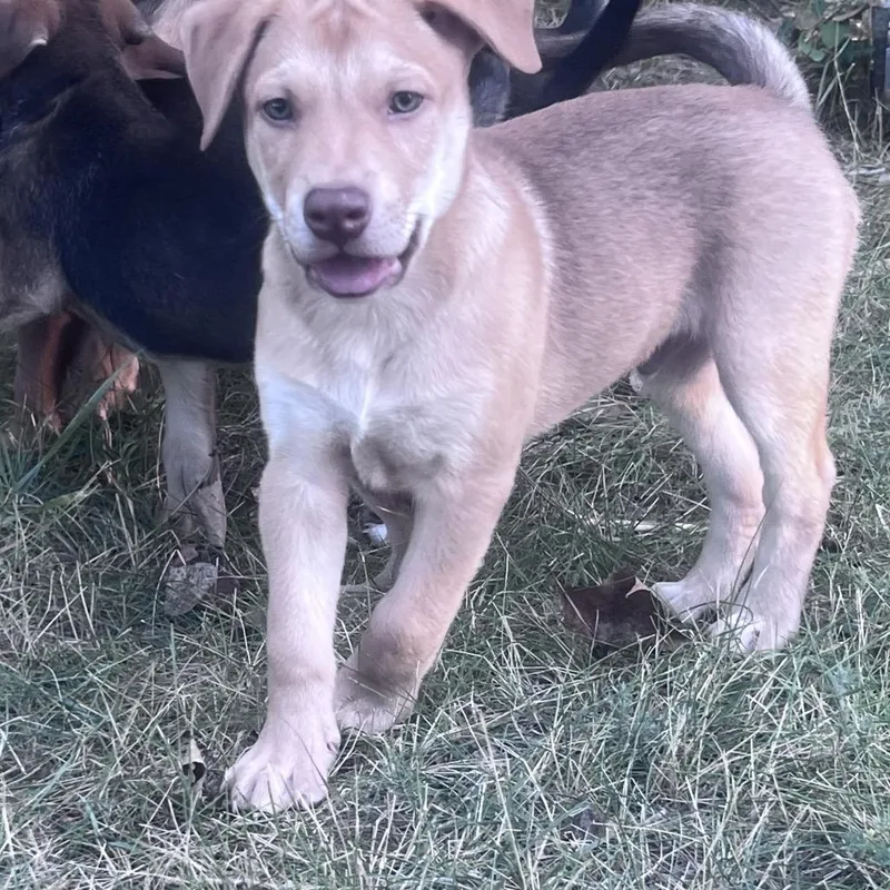 A baby small-sized male Mixed Breed dog named Tito for adoption in Bismarck, ND