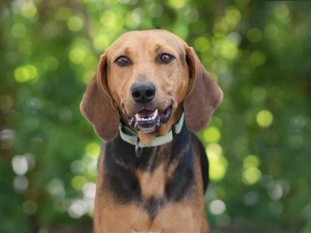 An adult medium-sized female Bloodhound dog named Tutor for adoption in Tavares, FL