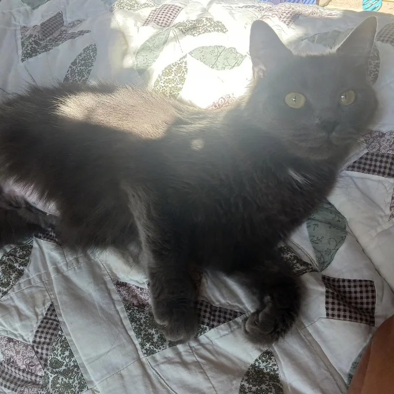 Charlotte thumbnail 2