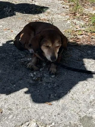 An adult medium-sized female Dachshund dog named Roxanne for adoption in Gainesville, FL