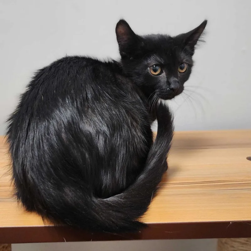 A baby small-sized male Black Domestic Short Hair cat named Spoon for adoption in Davenport, IA