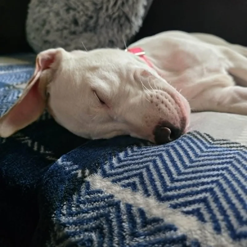 A baby medium-sized female White / Cream Boxer dog named Willow for adoption in Chatham, NJ