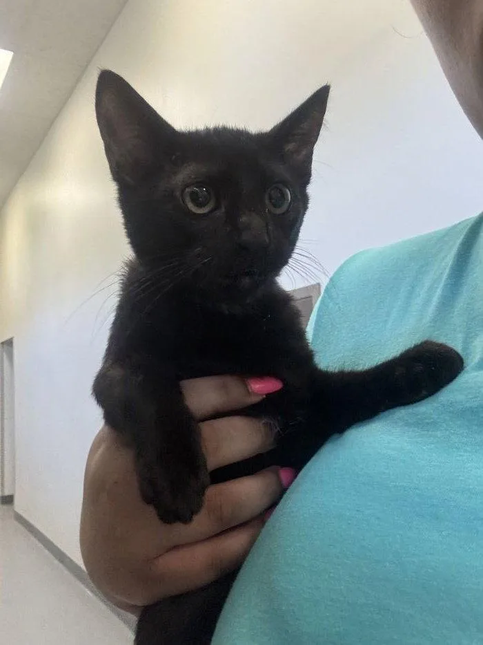 A young small-sized male Black Domestic Short Hair cat named Cauldron for adoption in Hilton Head Island, SC