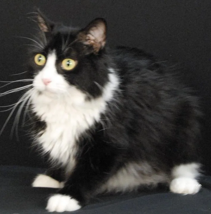 An adult medium-sized female Black & White / Tuxedo Domestic Medium Hair cat named Franny for adoption in Newland, NC