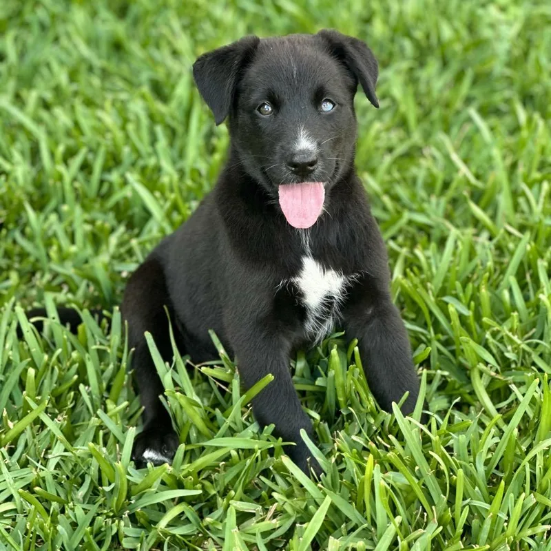 A baby medium-sized female Black Labrador Retriever dog named Twix for adoption in Brownsville, TX