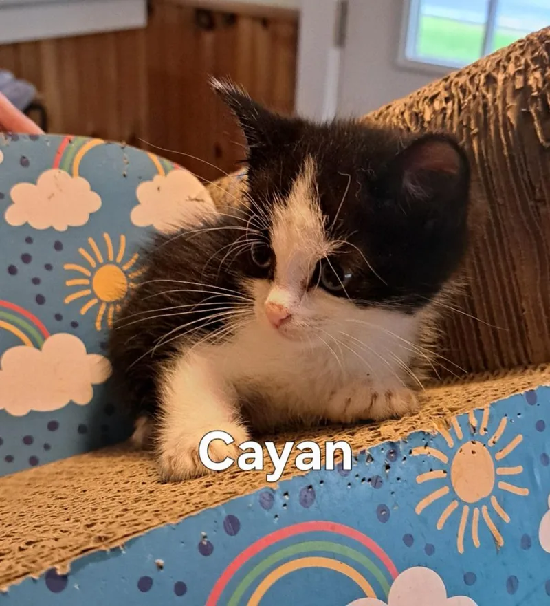 A baby small-sized female Domestic Short Hair cat named Cayan for adoption in Plattsburgh, NY