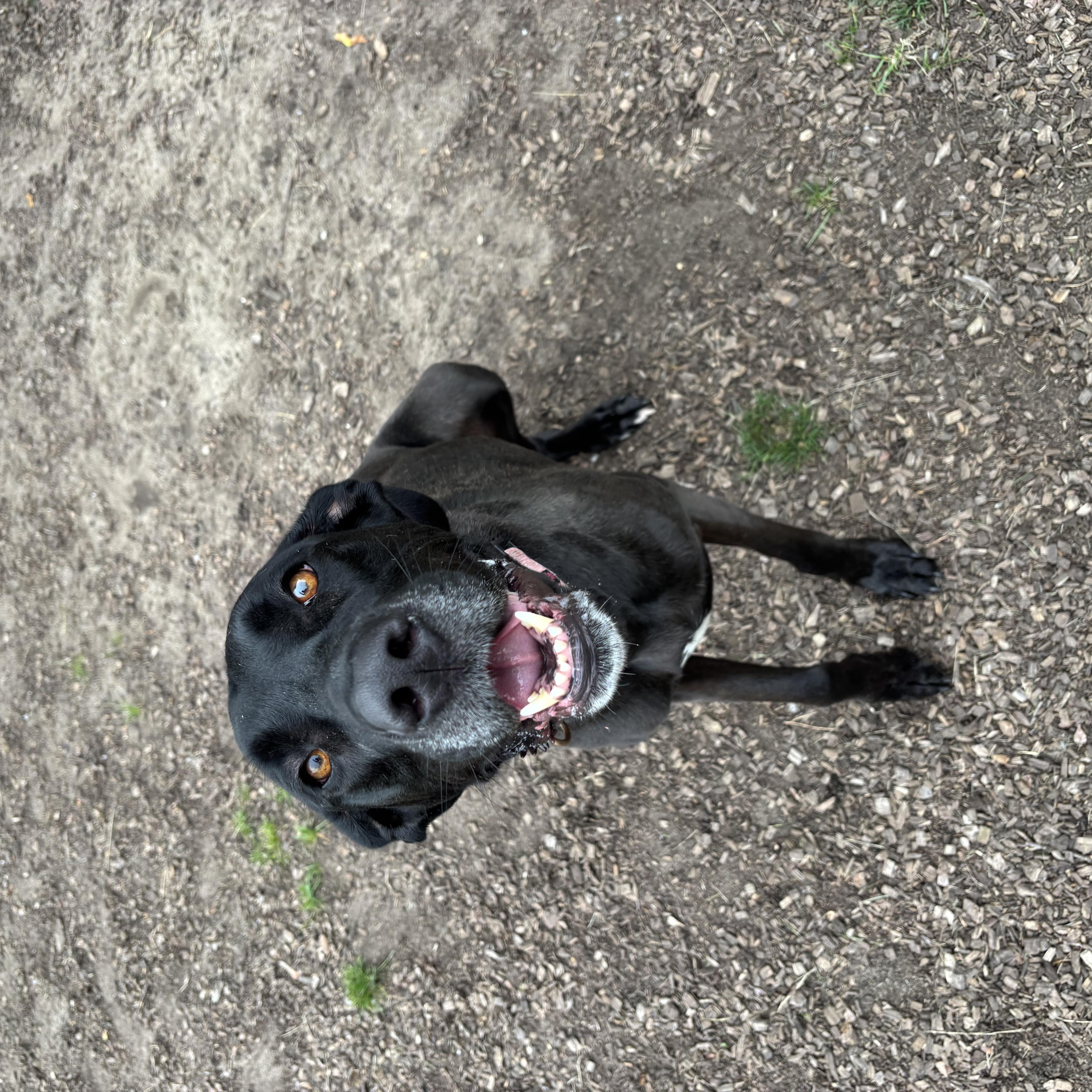 An adult large-sized female Mixed Breed dog named Lexi for adoption in Mount Pleasant, MI