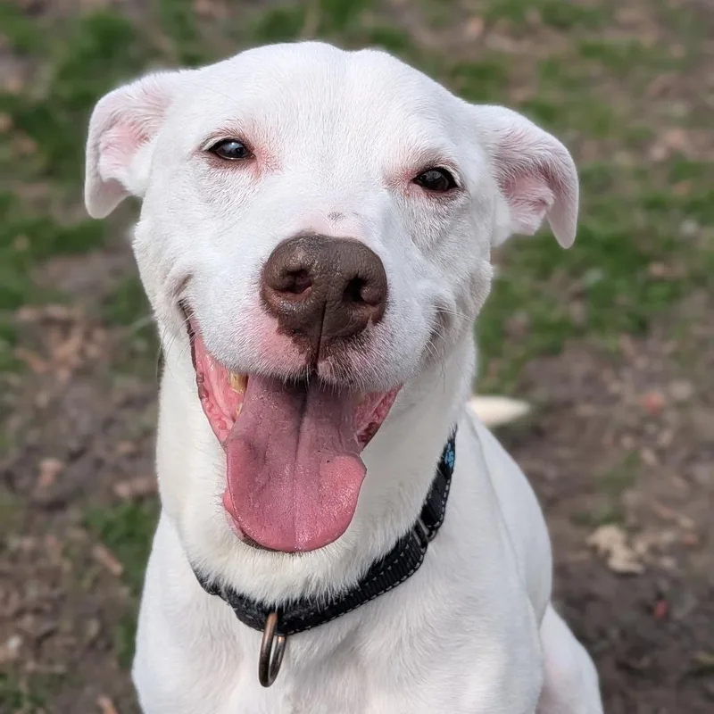 A senior medium-sized male White / Cream Labrador Retriever dog named Falcor for adoption in Milan, IL