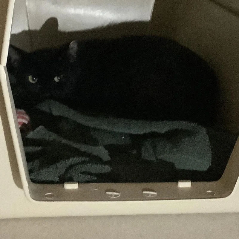 An adult medium-sized female Black Domestic Short Hair cat named Priscilla for adoption in Redwood City, CA