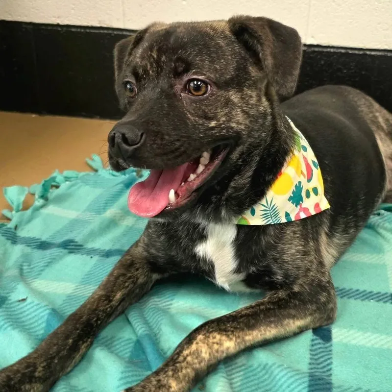 A young small-sized male Black Mixed Breed dog named Baseball for adoption in Gadsden, AL