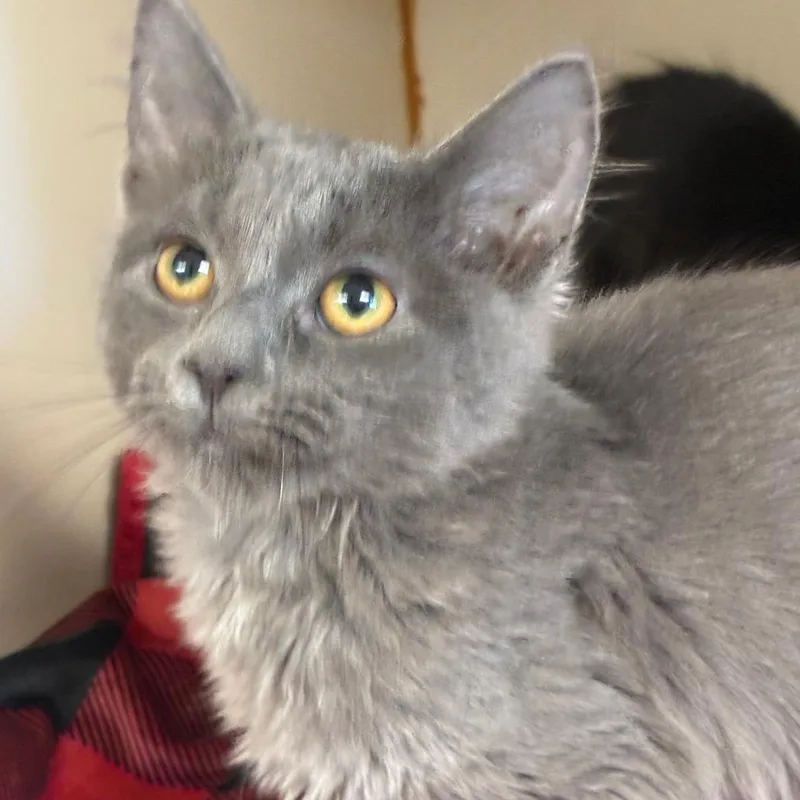 A baby small-sized male Gray / Blue / Silver Domestic Short Hair cat named Frosty for adoption in South Elgin, IL