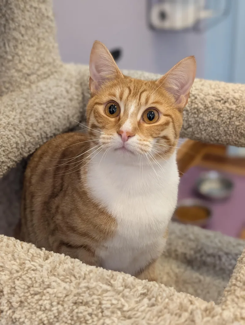 A young medium-sized male Domestic Short Hair cat named Labubu for adoption in West Lafayette, IN