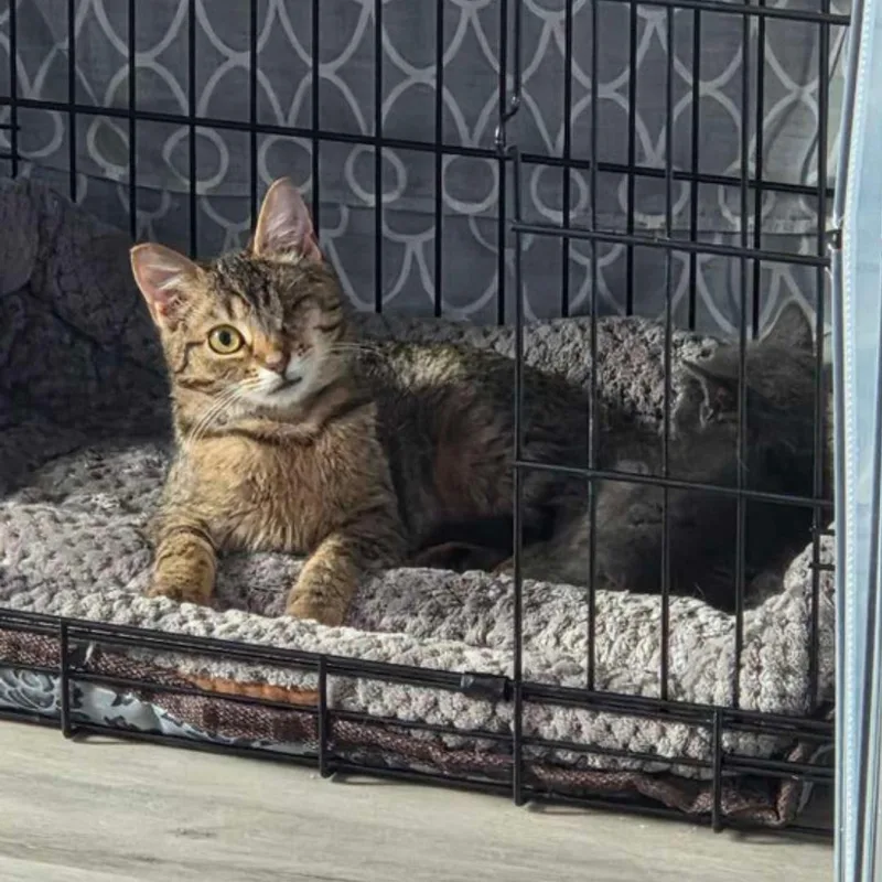 A baby medium-sized female Tabby (Buff / Tan / Fawn) Domestic Short Hair cat named Minnow for adoption in Bridgeville, PA
