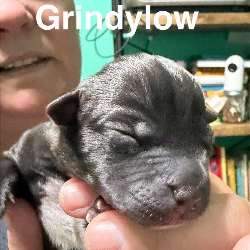 A baby small-sized female Mixed Breed dog named Gindylow for adoption in Spring Hill, KS