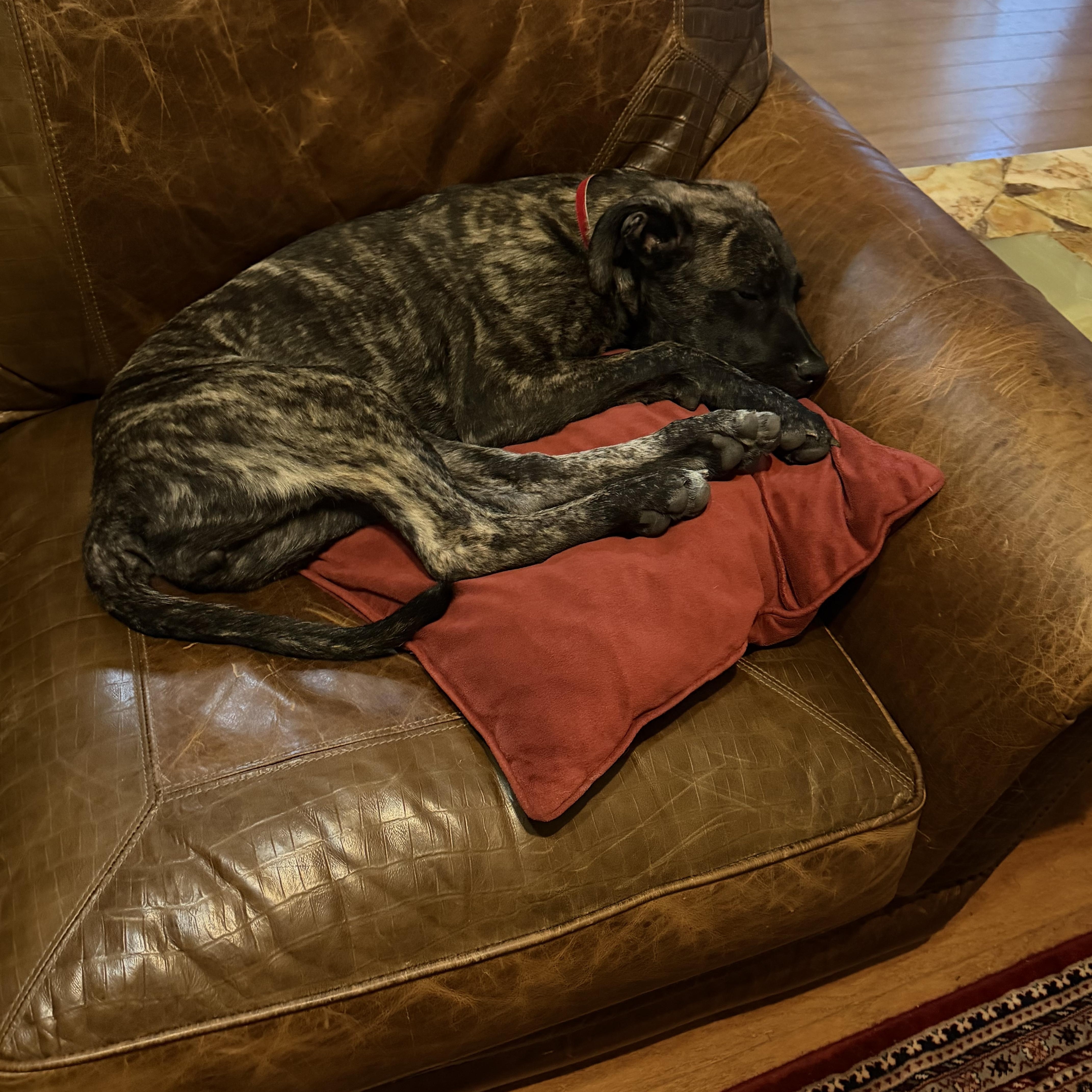A baby medium-sized female Shepherd dog named Bridget for adoption in San Antonio, TX