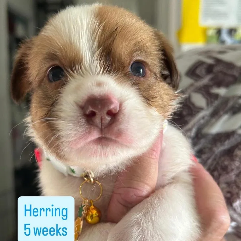 A baby small-sized male Husky dog named Herring for adoption in Tampa, FL