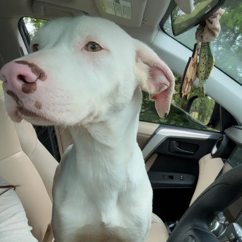 An adult large-sized male White / Cream English Pointer dog named Powder for adoption in Ennis, TX