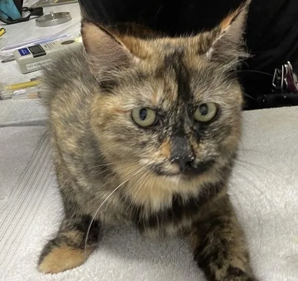 An adult small-sized female Domestic Short Hair cat named Mama Pie for adoption in Escondido, CA