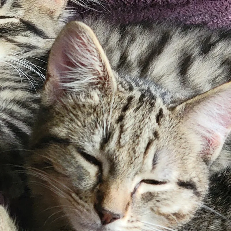 A baby medium-sized male Tabby (Gray / Blue / Silver) Domestic Medium Hair cat named Beau for adoption in Charlottesville, VA