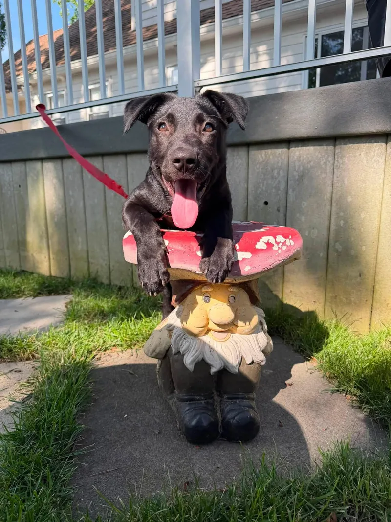 A baby medium-sized male Black Labrador Retriever dog named Arthur for adoption in Oceanport, NJ