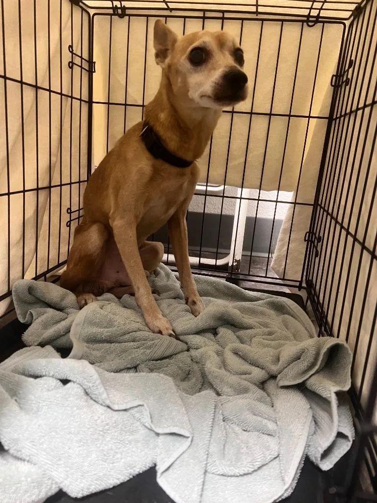 A senior small-sized male Chihuahua dog named Tuffy for adoption in Richland Hills, TX