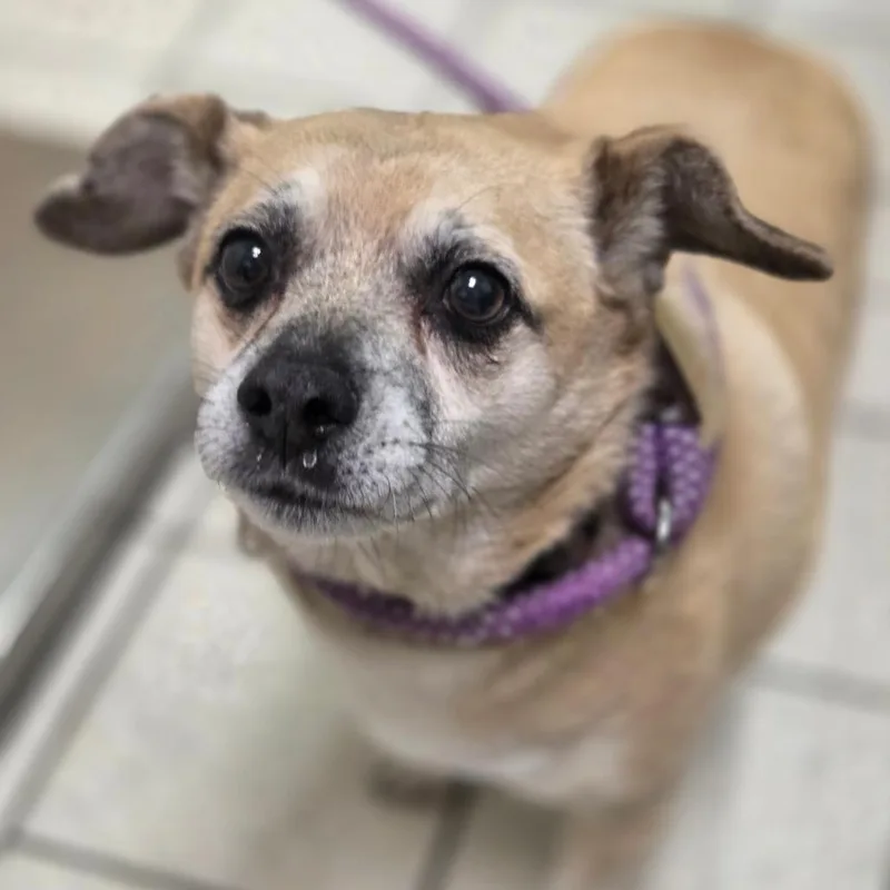 A senior small-sized male White / Cream Mixed Breed dog named Rocky for adoption in Charleston, WV