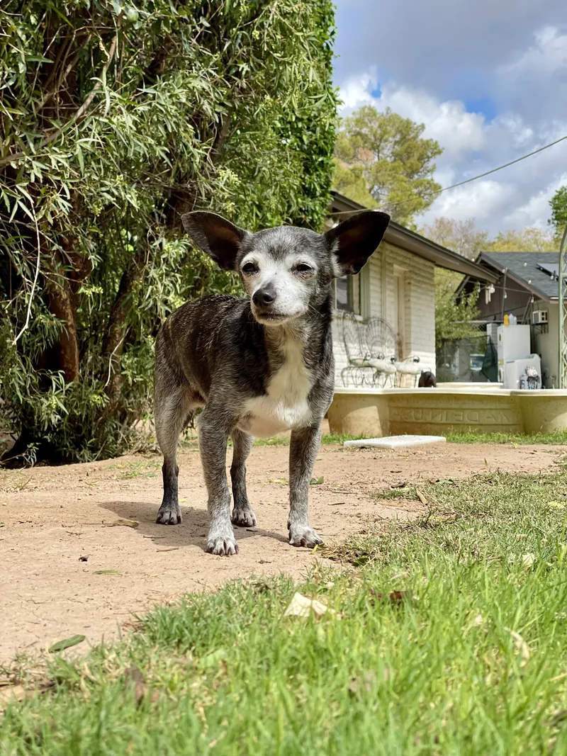 Gertrude thumbnail 3