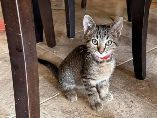 A baby medium-sized male Tabby (Brown / Chocolate) Domestic Short Hair cat named Gino for adoption in Farmington, MN