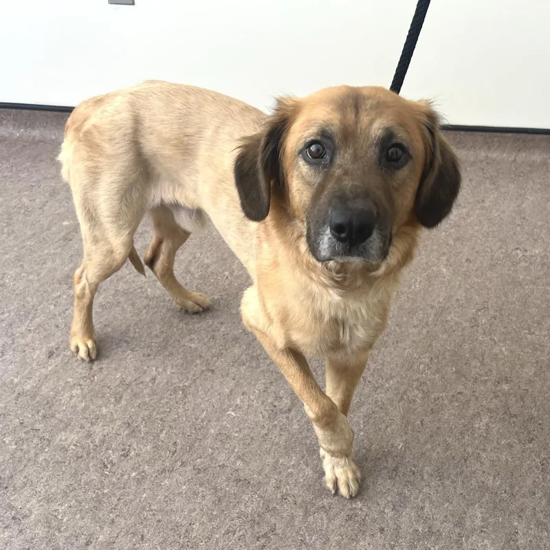 An adult medium-sized male Golden Retriever dog named Sundee for adoption in Saint Louis, MO