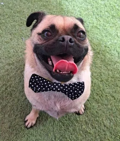 An adult medium-sized male Pug dog named Max for adoption in Phoenix, AZ